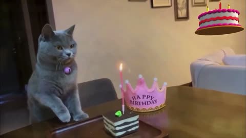 Cat celebrates birthday