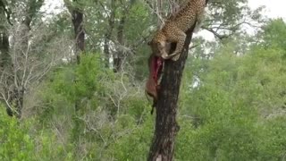 Strong Leopard Carries Deer Carcass Down From Treetops