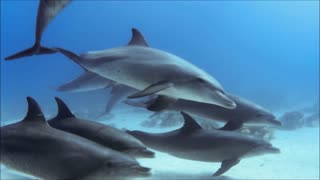 Group Of Dolphins Dive In Family Mode Under Water