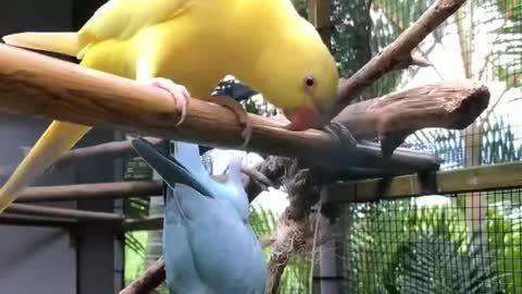 cute parrot yalo and greh fanny parrots #short #shortvideo | chotu mini pets