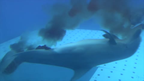 Watch the birth of a small dolphin