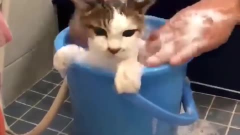 cat bath man bath cat lov