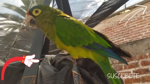 My jacinto parrot eating a seed