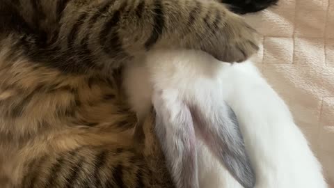 Cat and rabbit sleeping on bed