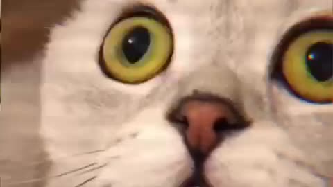 Funny cat Scared of the TV viewer