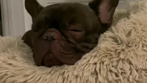 The French Bulldog sleeps and snores like a man