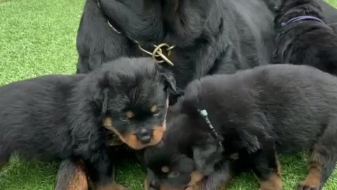 5 Weeks Old Naught Rottweiler Puppies 💞 || cute and funny dogs video 🤣😂 || Cute Dogs Show