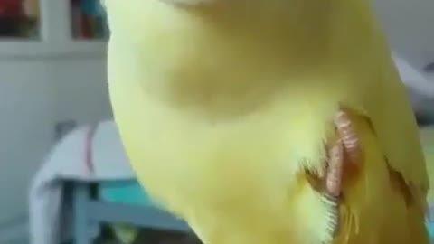i am banana