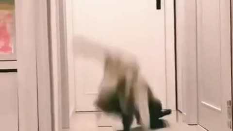 Very fast jumping and fighting