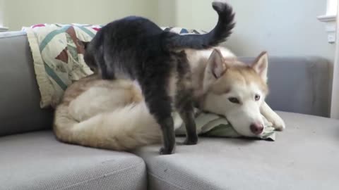 Cat gives this husky a massage before settling down for a nap