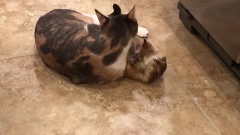 You won't believe this cat & prairie dog friendship!