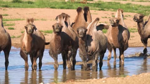 Many baby camels drink water from the river together