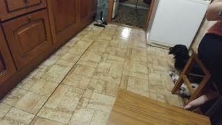 Dog Does the Mopping in Moscow