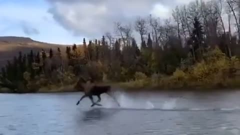 MaGic moose