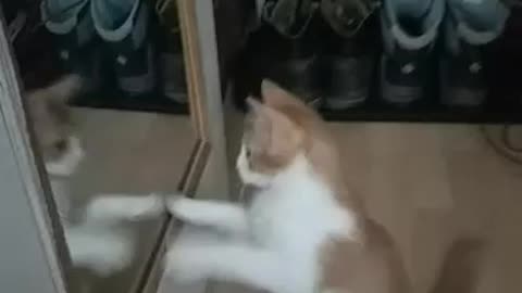 Mirror vs. kitty