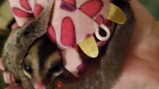 Sugar glider