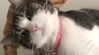 Cat Funny | Cat Cute videos | Cat Funny Videos