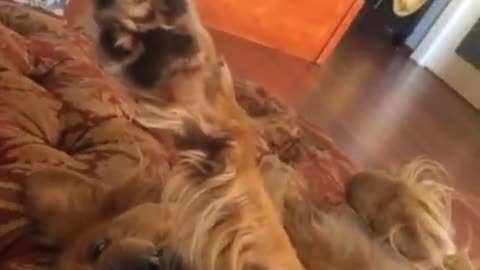 Cute dog, upside down, giving high five