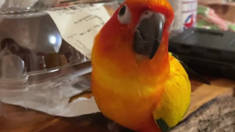 Parrot caught trying to steal some sweet donuts
