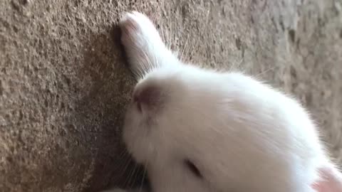 Baby rabbits learn walking