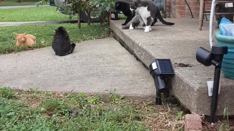 Last Weekend My Kitties when out in the Yard,And Met a Friend..