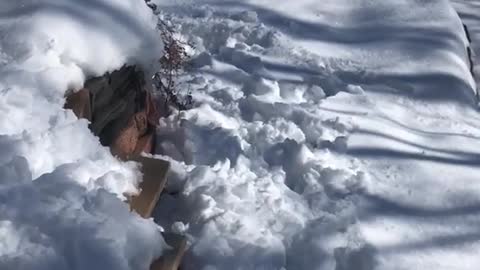 White dog slips off wooden patio and runs into snow