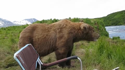 Bear sits down next to guy