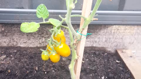 Day 6 Tomatoes