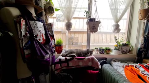 30 Minutes Cat Naps On Livestream No Music Natural Sound