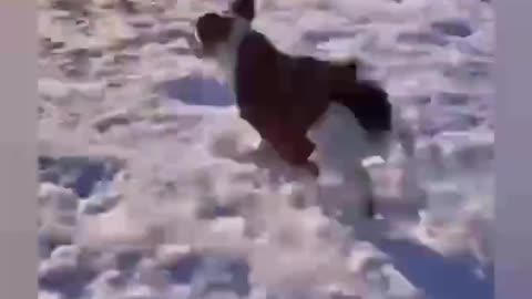 Funny Doggy playing on the snow slide with his boss