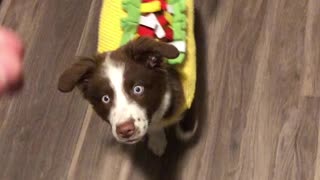 Adorable Puppy In Taco Costume Spins