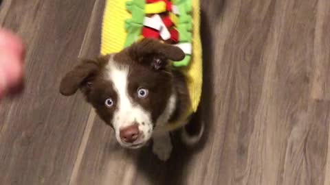 Adorable Puppy In Taco Costume Spins