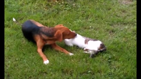 Friendly game between a cat and dog
