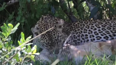 Leopard Ambush: Jackal Takedown!🐆👀😮