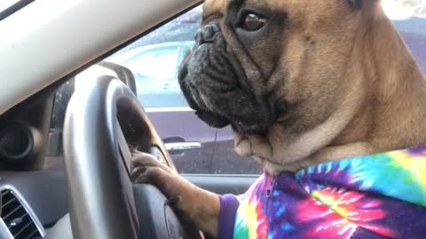 Dog Reacting to Bad Drivers