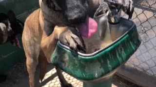 Thirsty Doggo Knows How to Use Fountain