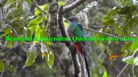 Resplendent quetzal singing