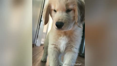 funny golden retriever puppy video