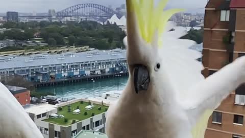 Cocktail birds standing on the edge of the balcony in downtown Sydney