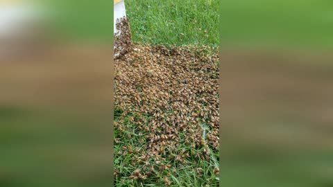 Amazing Bee March