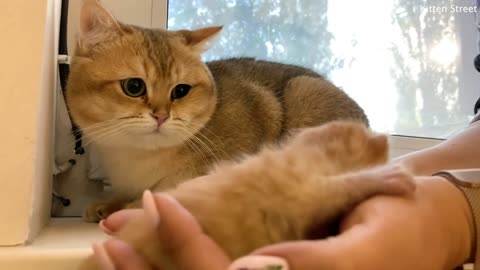 Daddy feline meets an infant cat and gets some distance from him