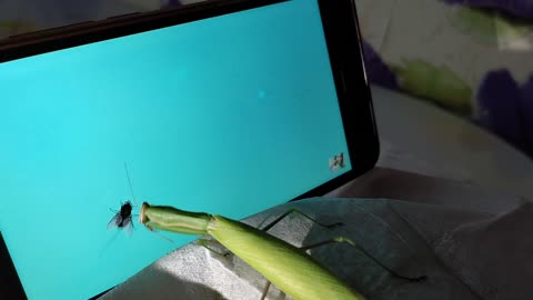 Praying mantis catches a fly on the smartphone screen