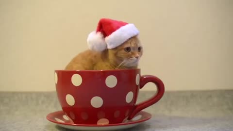 Small cat like a cup of tea