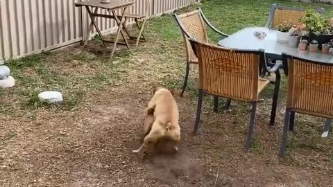 Dog Chases Ball Without Running