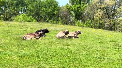 Pretty Daily Cows Sleeping in Pairs