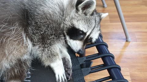 What does a whining pet raccoon sound like?