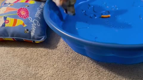 Helping Corgi Overcome His Fear of the Plastic Pool of Doom