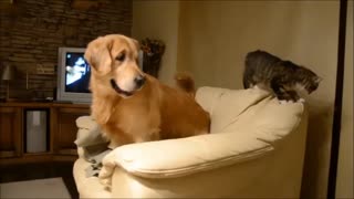 Dog and cat battle for spot on the couch