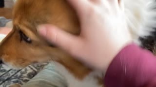Corgi Disapproves When the Scratches Stop