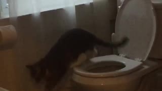 Cat using the restroom